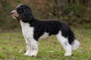 Cockerpoo dog
