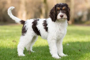 Cockerpoo — puppy (~4 mo)