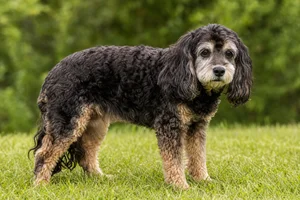 Cockerpoo — senior