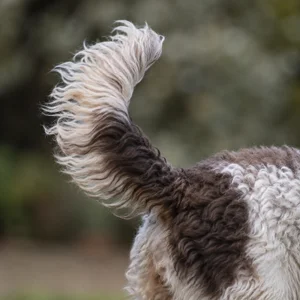 Cockerpoo — tail