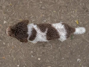 Cockerpoo — top