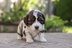 Cockerpoo — young puppy (~1 mo)