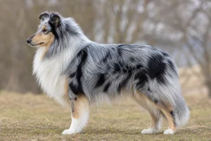 Collie — Blue merle coat