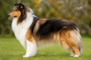 Collie — Sable and white coat