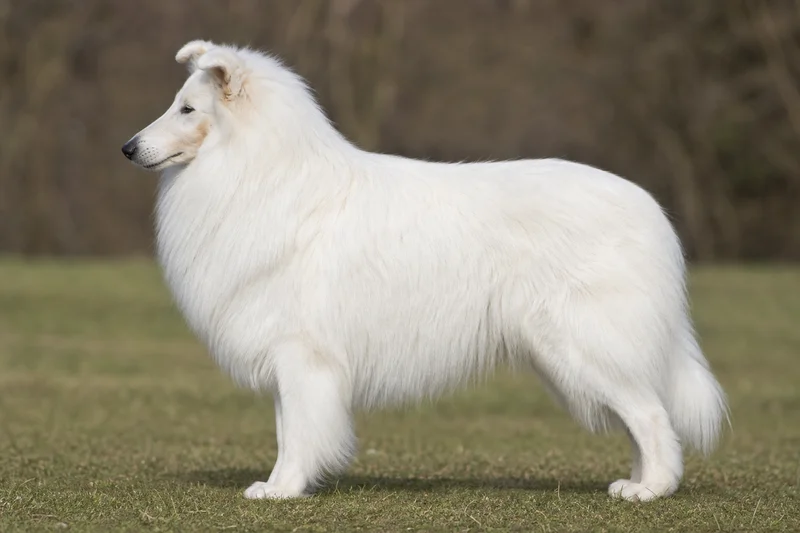 Collie — White coat