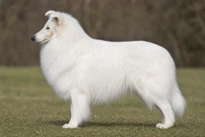 Collie — White coat