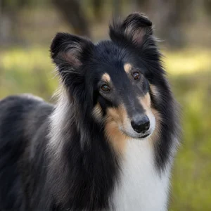 Collie — alert
