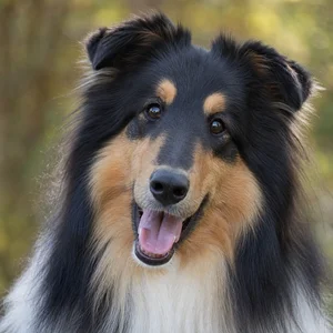 Collie — happy