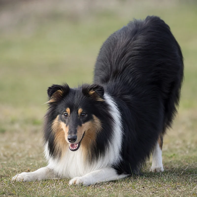 Collie — playful