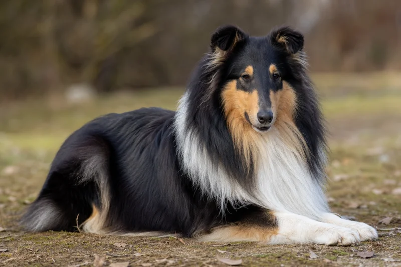 Collie — lying down