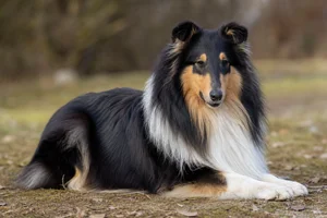 Collie — lying down
