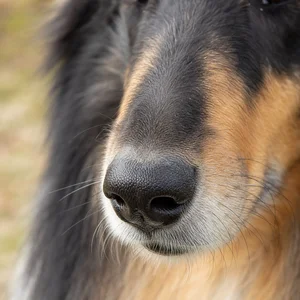 Collie — nose