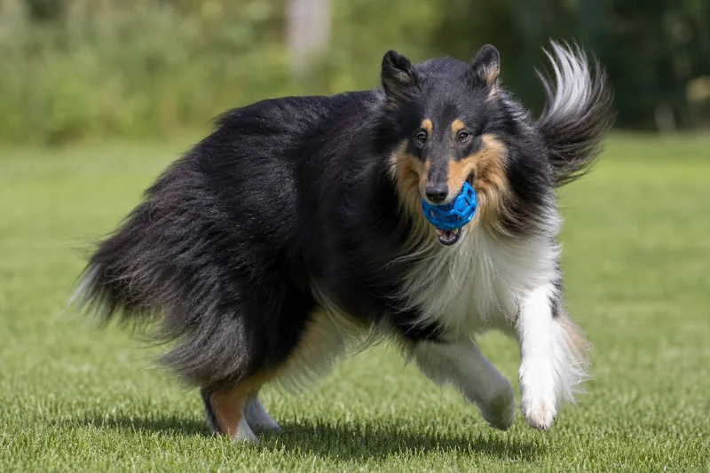 Collie — playing