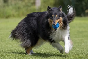 Collie — playing