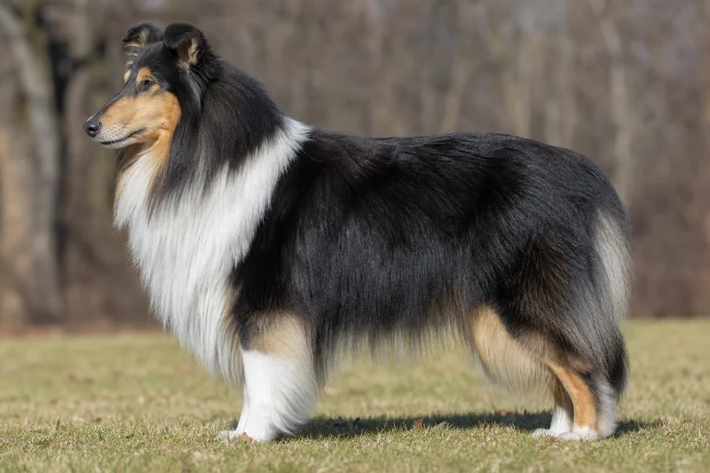 Collie — side