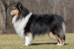 Collie dog