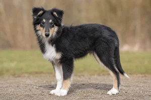 Collie — puppy (~4 mo)