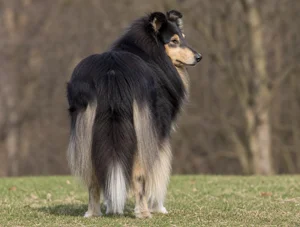 Collie — rear