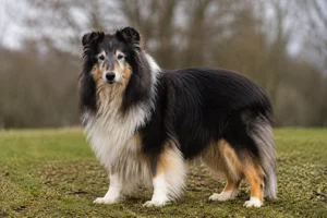 Collie — senior