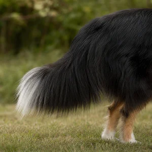 Collie — tail