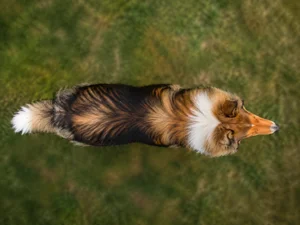 Collie — top