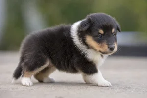 Collie — young puppy (~1 mo)