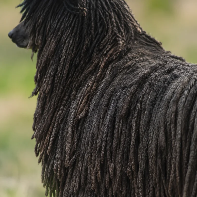 Corded Poodle — coat texture