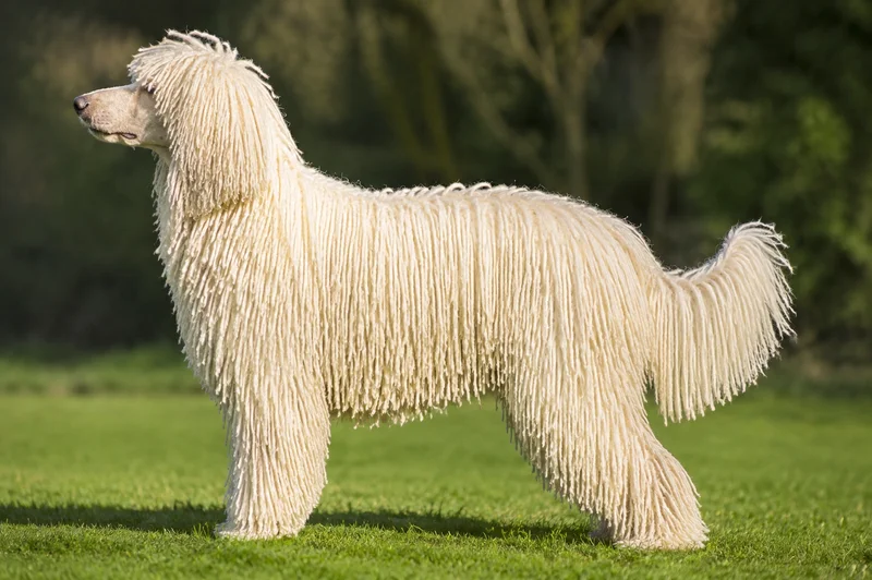 Corded Poodle — Cream coat