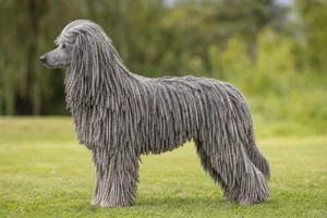 Corded Poodle — Gray coat
