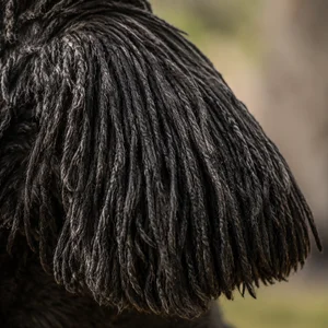 Corded Poodle — ears