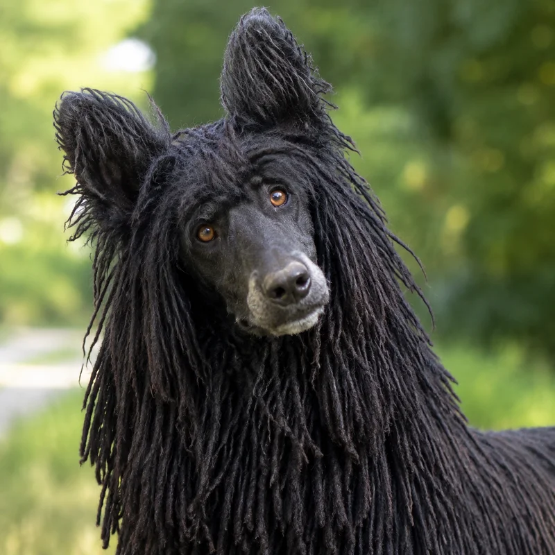 Corded Poodle — alert