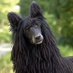 Corded Poodle — alert