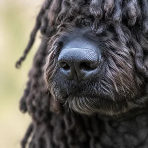 Corded Poodle — nose