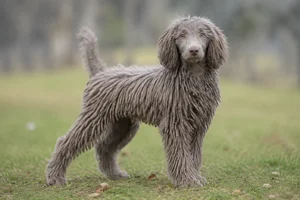 Corded Poodle — puppy (~4 mo)
