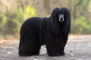 Corded Poodle — senior