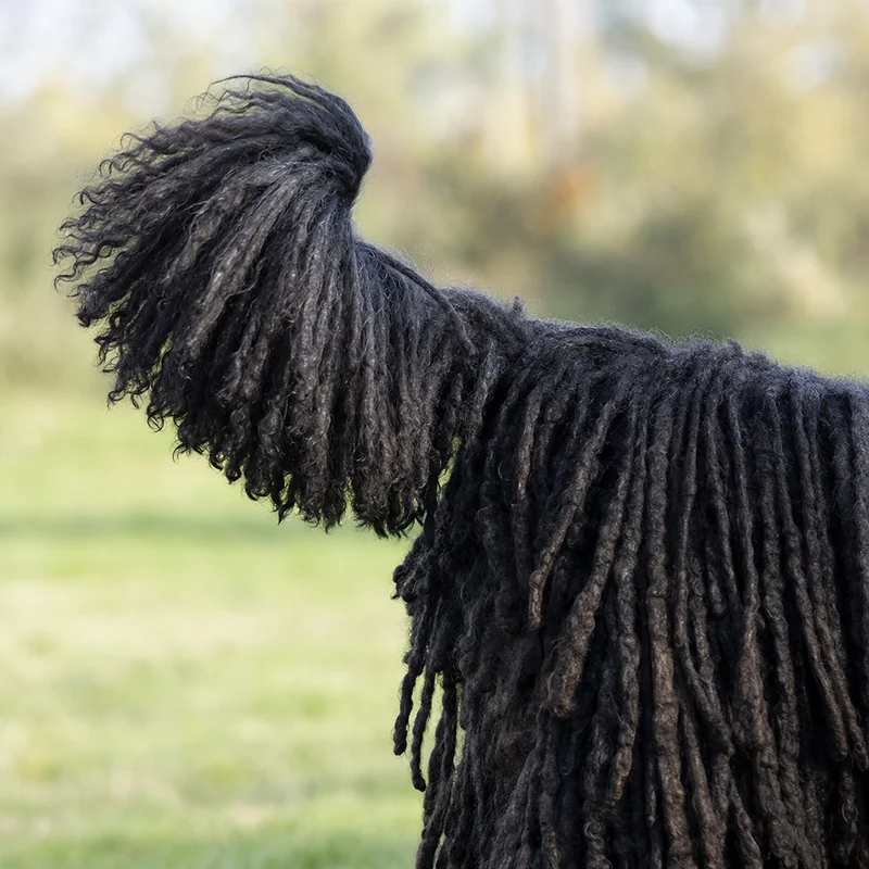 Corded Poodle — tail