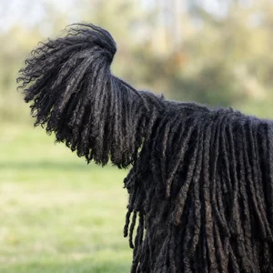 Corded Poodle — tail