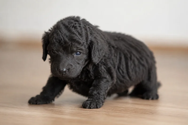 Corded Poodle — young puppy (~1 mo)