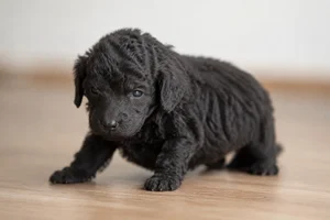 Corded Poodle — young puppy (~1 mo)