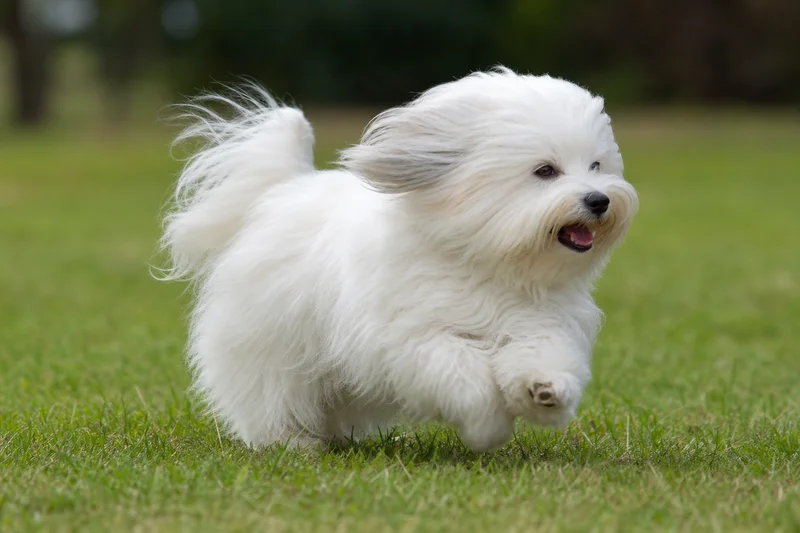 Coton de Tulear — running