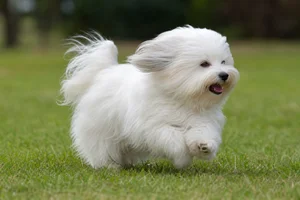 Coton de Tulear — running