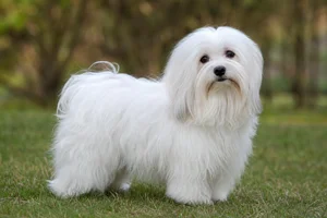 Coton de Tulear — adult