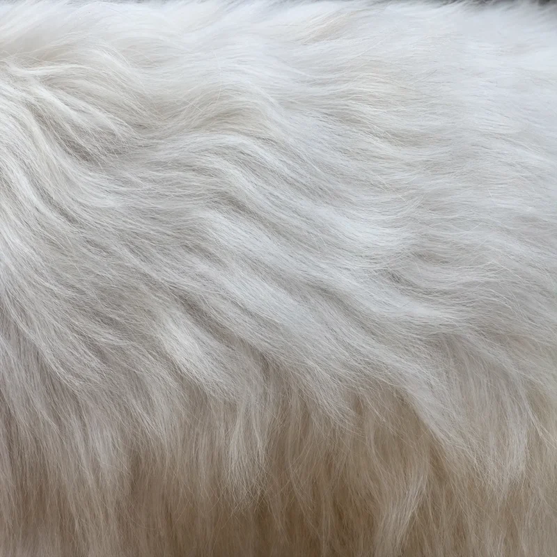 Coton de Tulear — coat texture