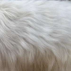 Coton de Tulear — coat texture
