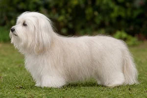 Coton de Tulear — sometimes with light gray or tan shading coat