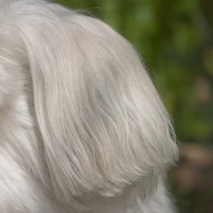 Coton de Tulear — ears