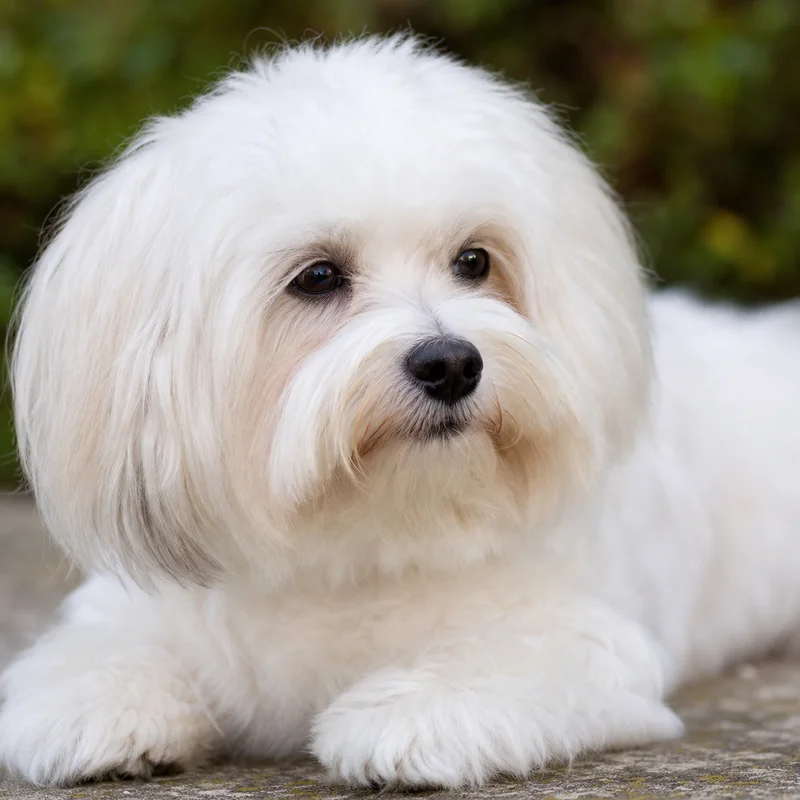 Coton de Tulear — relaxed