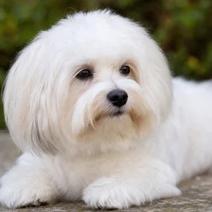 Coton de Tulear — relaxed