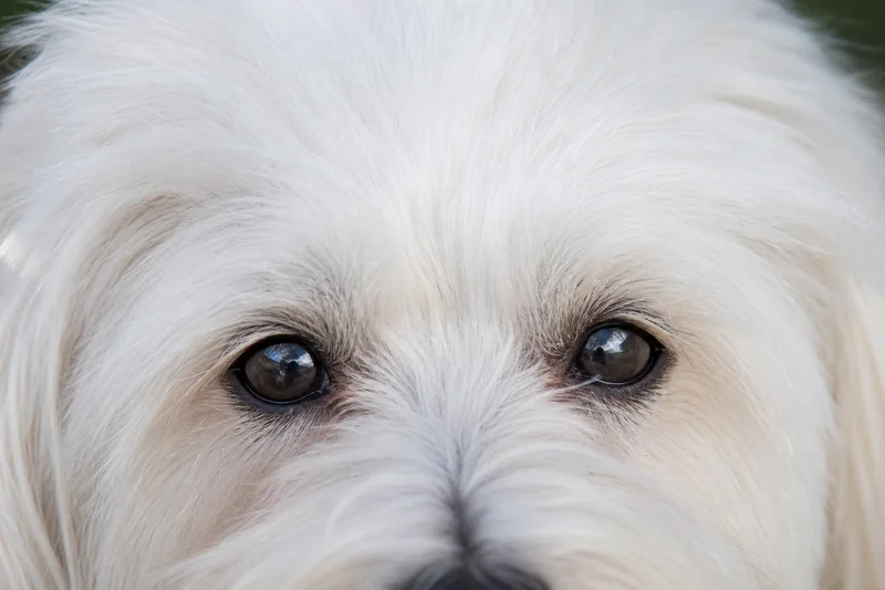 Coton de Tulear — eyes