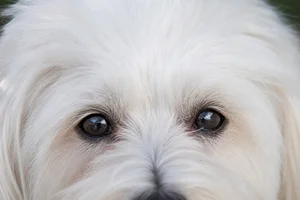 Coton de Tulear — eyes